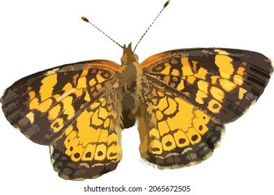 Vector Image of a Colorful PEarl Crescent Butterfly With Open Wings 