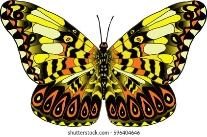 Vector image of a colorful tropical butterfly isolated on white background