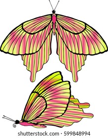 Vector image of a colorful tropical butterfly isolated on white background