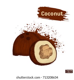 Vector image. Colors sketch of a coconut, hand draw.  Brown splashes and blots