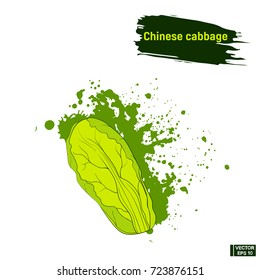 Vector image. Coloured sketch of Chinese cabbage. Useful vegetables green cabbage