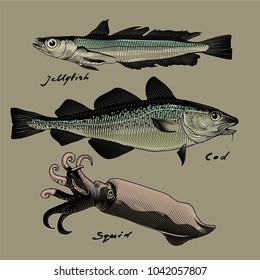 Vector image of commercial fish, cod, jellyfish and squid, style of engraving