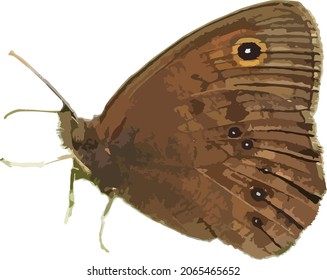 Vector Image of a Common Wood Nymph Butterfly Insect