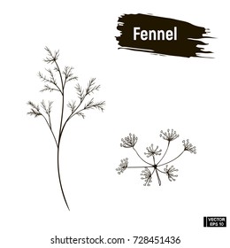 Vector image. Contour drawing of fennel. Outline image greenery, dill imitation of ink.