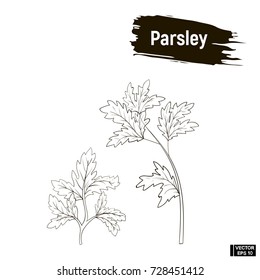 Vector image. Contour drawing of parsley. Outline image of greenery, imitation of ink.