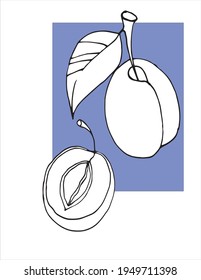 Vector image. Contour drawing of a plum.