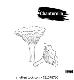 Vector image. Contour image of edible mushrooms. Sketch of mushrooms chanterelles, imitation of ink
