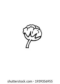vector image of cotton on a white background. Free drawing. Plant