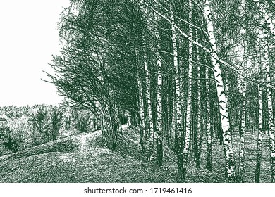 Vector image of countryside landscape with birch grove in early spring