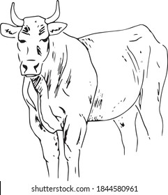 Vector image of a cow, bull. Black and white image. Contours. Drawing