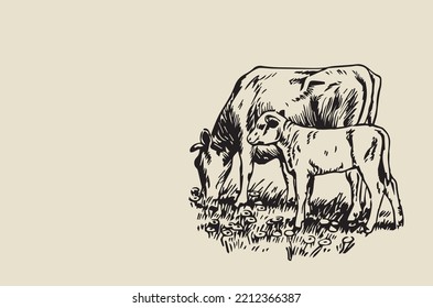 Vector image - cow and calf grazing in the meadow