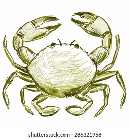 Vector image of a crab. Tasty sea creature