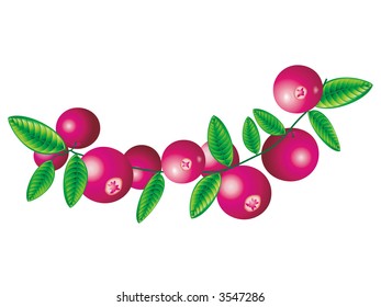 Vector image of cranberry