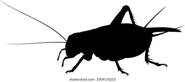 Vector image of a cricket