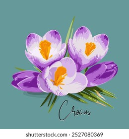 Vector image of crocus flower isolated in blue background. 