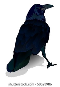vector image of a crow