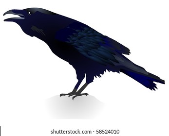 vector image of a crow