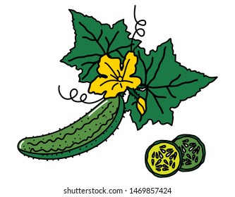 Vector image of cucumber with leaves and slices. For menu design, social networks, leaflets, websites, banners, postcards, packaging, presentation.