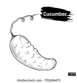 Vector image. Cucumber outline black and white in hand drawing style. Outline sketch of a vegetable