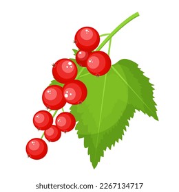 Vector image of a currant. The concept of a healthy diet and lifestyle. A ripe and delicious product. A bright element for your design