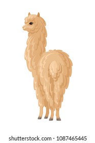 Vector image of cute alpaca in cartoon style. Colorful illustration isolated on a white background