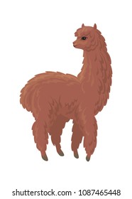 Vector image of cute alpaca in cartoon style. Colorful illustration isolated on a white background