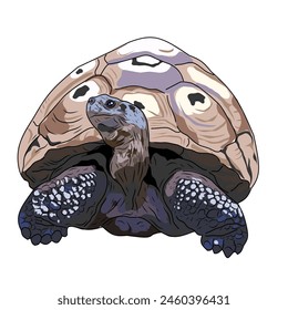 Vector image of a cute big turtle