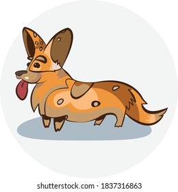 Imagen vectorial del lindo corgi de perro multicolor en el fondo de un círculo ligeramente gris