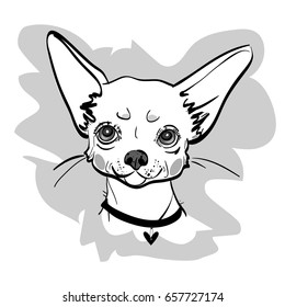 Vector image a cute white chihuahua puppy dog Isolated on a white background.