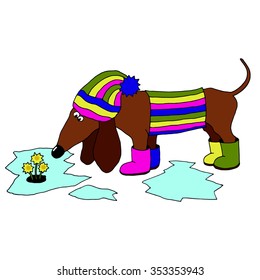 vector image dachshund wearing rubber boots, which looks at the flowers mother and stepmother in the spring on a white background.