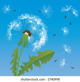 Vector image of dandelion