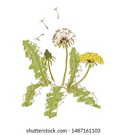 Vector image of a dandelion. Sloppy style.