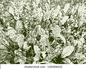 Vector image of the dandelions leaves on a meadow