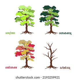 Vector image of a deciduous tree of four seasons: spring, summer, autumn and winter.