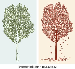 Vector image of deciduous trees in spring and in autumn 