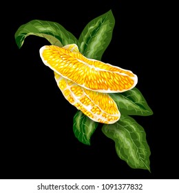 Vector image of Decorative Element with orange citrus fruit tree slice and leaves. Realistic graphic design drawing