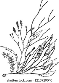 Vector image of decorative fantasy plants