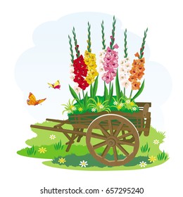 Vector image of decorative wheelbarrows, on which grow beautiful multicolored flowers Gladiolus