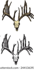 vector image of a deer skull with antlers