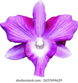 vector image of a dendrobium orchid flower on a white background