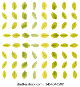 Vector image of different kinds of leaves collected in a set.