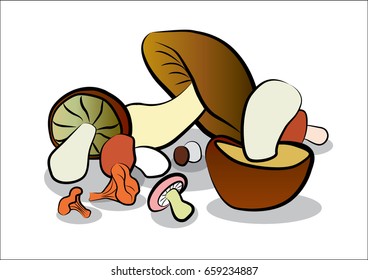 Vector image of different mushrooms