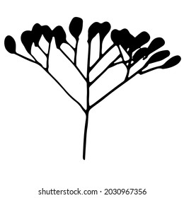 Vector image of a dill flower with seeds. Black outline. Hand-drawn. Design of posters, packaging, logo.
