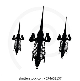 Vector Image - dinosaurs trex skeleton isolated on white background
