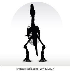 Vector Image - dinosaurs trex skeleton isolated on white background
