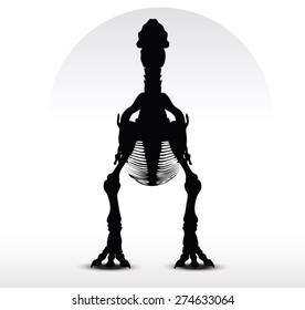 Vector Image - dinosaurs trex skeleton isolated on white background
