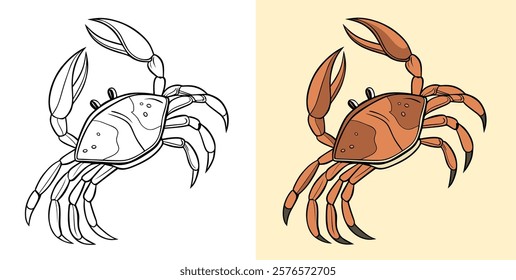 Vector image displaying a crab illustration in two styles: an outline version and a colored version, showing detail and simplicity.