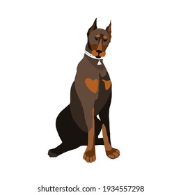 Vector image of a doberman in color. The dog sits in a stylish silver collar. Print for T-shirts, notebooks, covers, bags, mugs, postcards, textiles. Isolated on white background.