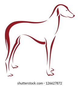 Vector image of an dog (azawakh) on white background