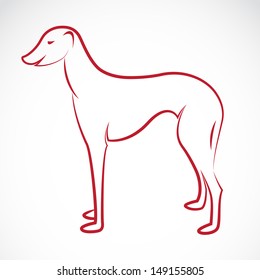 Vector image of an dog (azawakh) on white background 